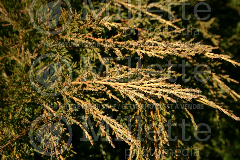 Juniperus Old Gold (Juniper conifer) 4