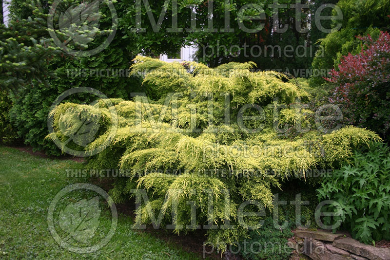 Juniperus Old Gold (Juniper conifer) 8