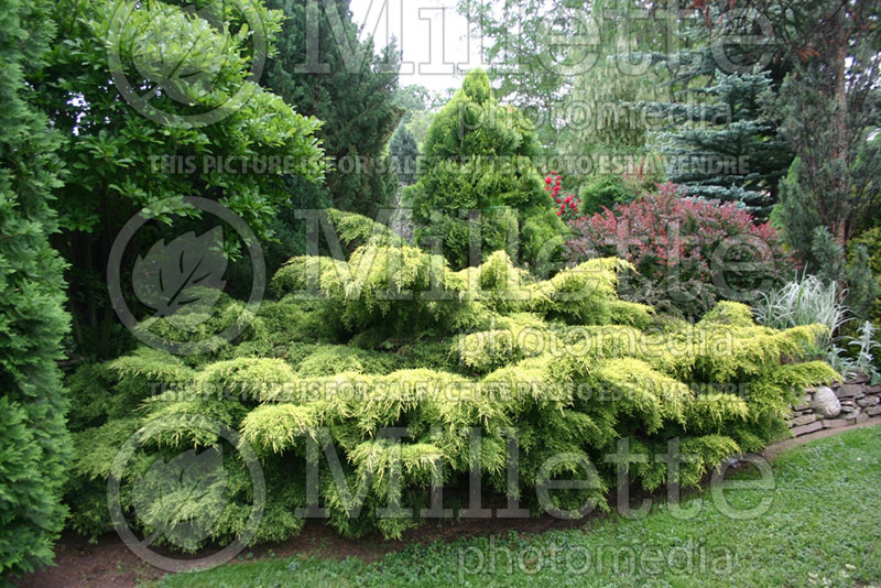 Juniperus Old Gold (Juniper conifer) 5