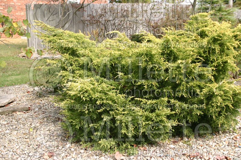 Juniperus Paul's Gold (Juniper conifer) 1