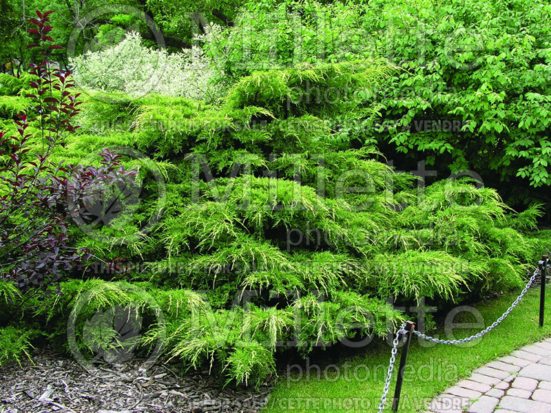 Juniperus Pfitzeriana Aurea (Chinese Juniper conifer) 1 