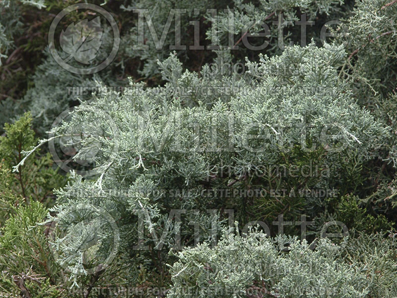 Juniperus Pfitzeriana Glauca (Chinese Juniper conifer) 1 