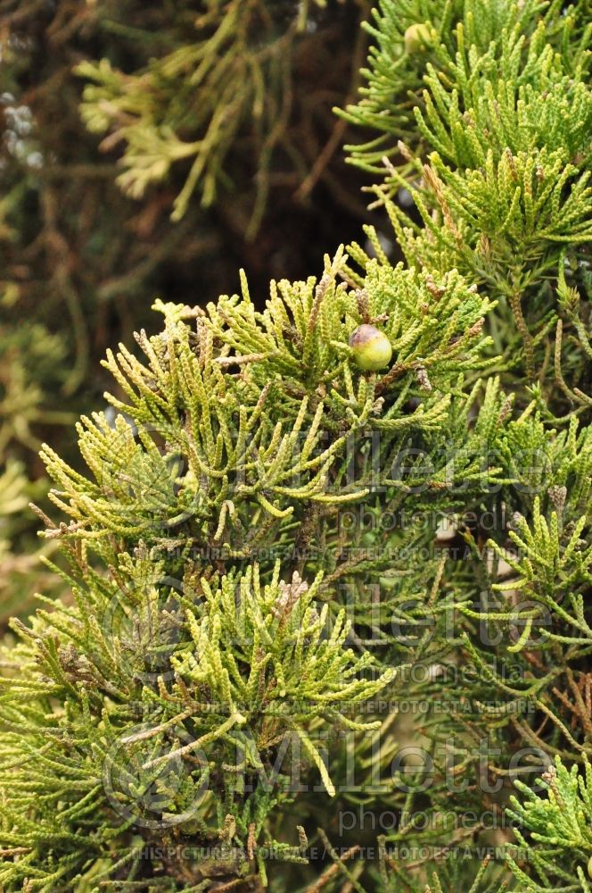 Juniperus Robusta Green (Juniper conifer) 3