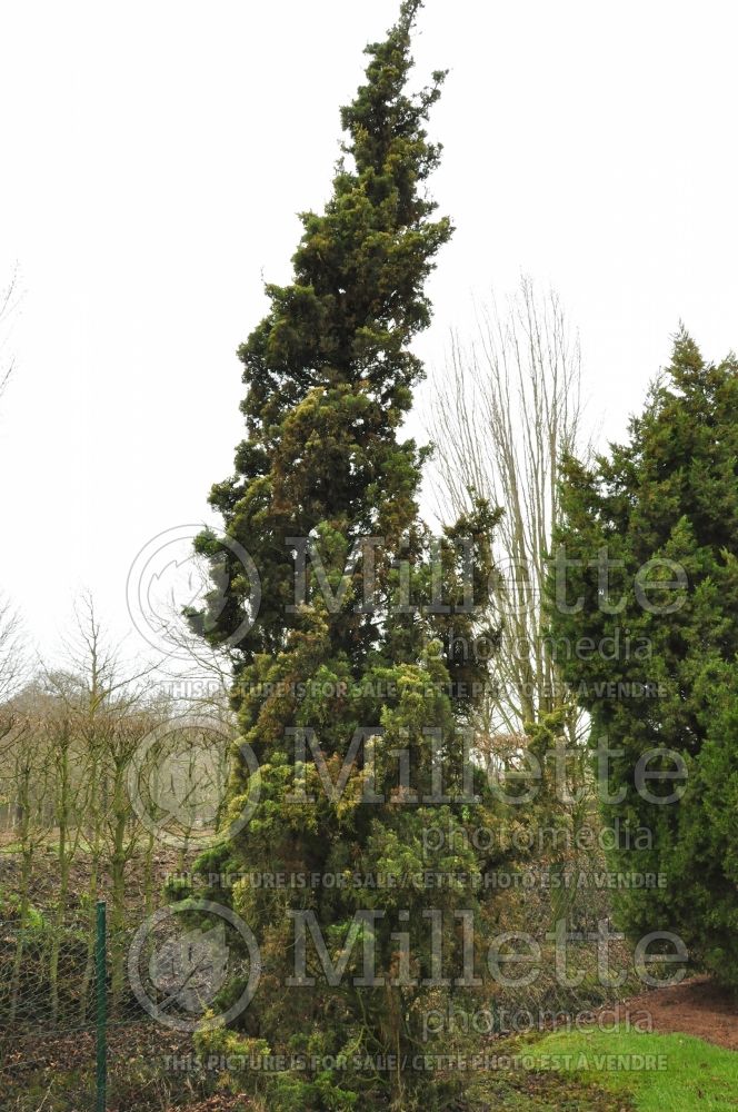 Juniperus Robusta Green (Juniper conifer) 2