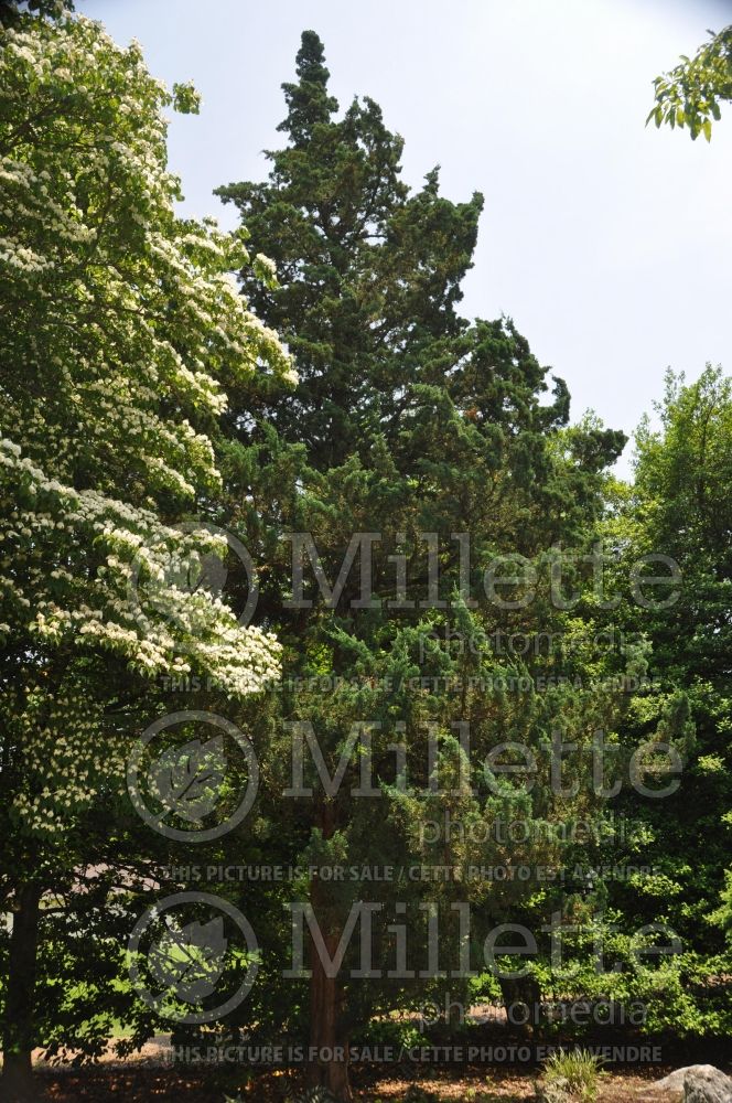 Juniperus Robusta Green (Juniper conifer) 4
