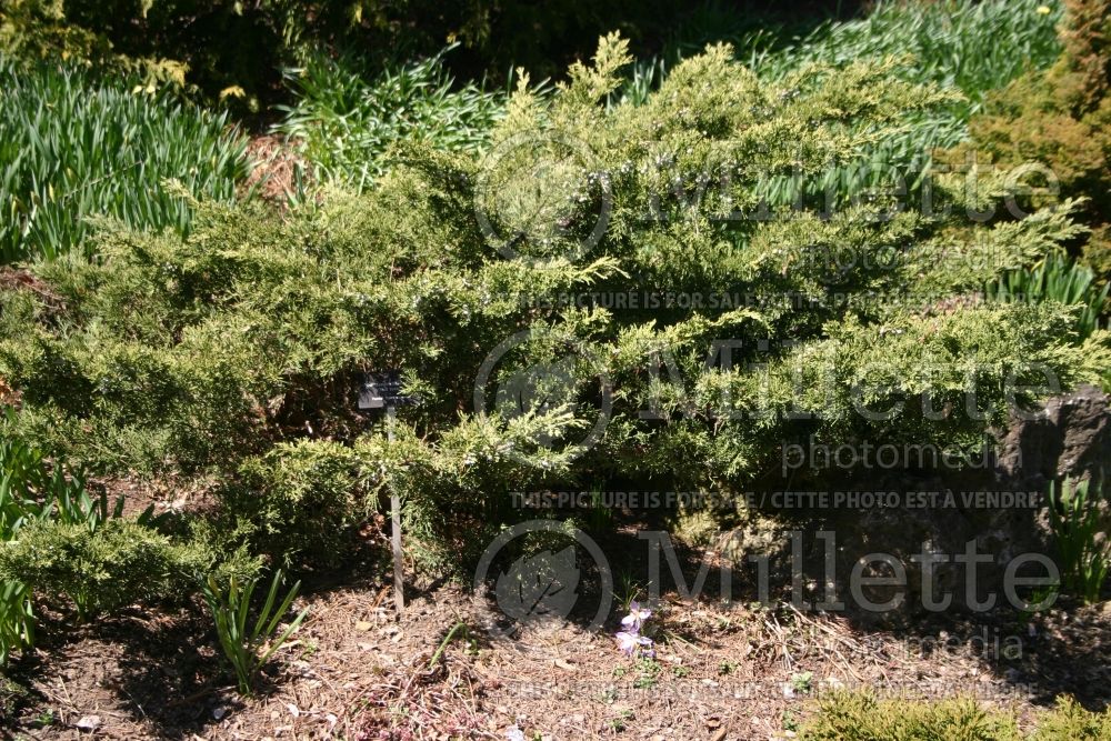 Juniperus San Jose (Juniper conifer)  2