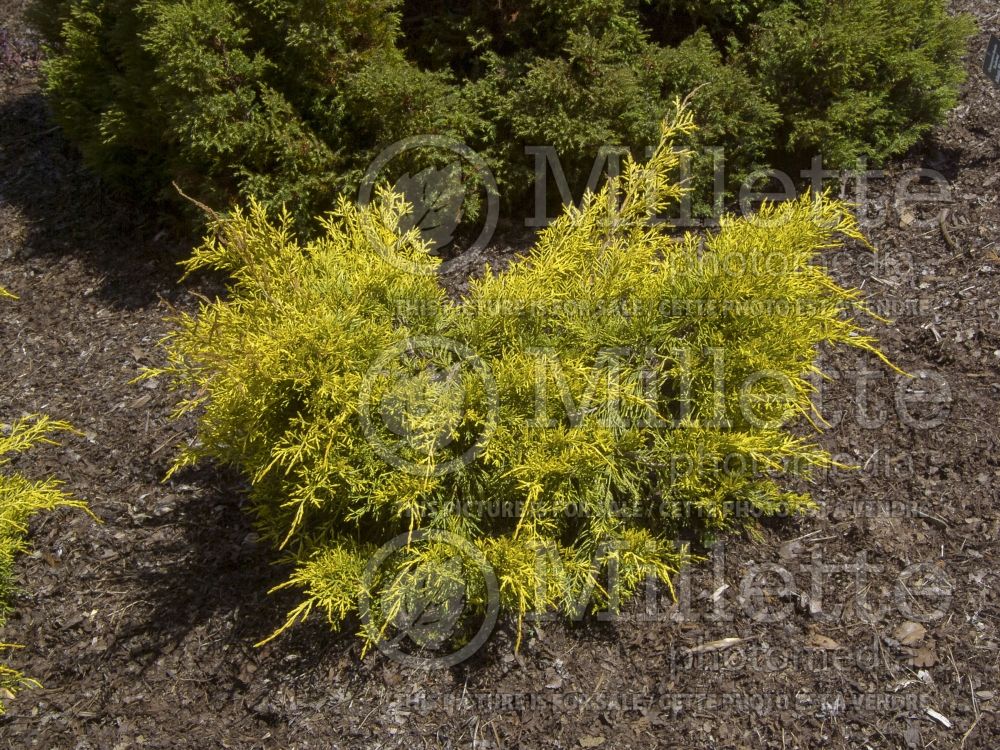 Juniperus Saybrook Gold (Chinese Juniper conifer) 4 