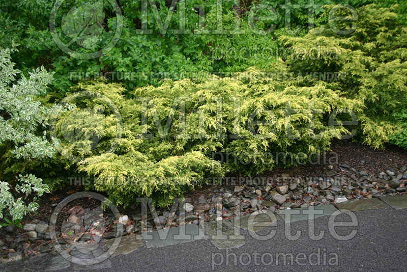 Juniperus Saybrook Gold (Chinese Juniper conifer) 3 