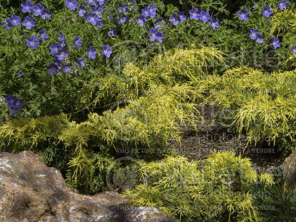 Juniperus Saybrook Gold (Chinese Juniper conifer) 6 