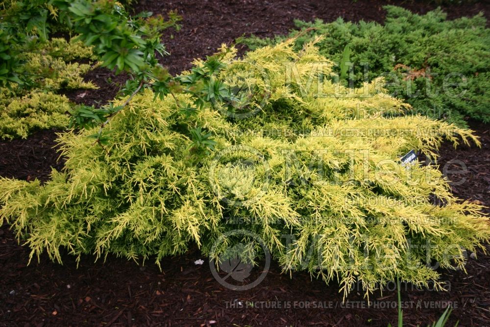 Juniperus Saybrook Gold (Chinese Juniper conifer) 2 