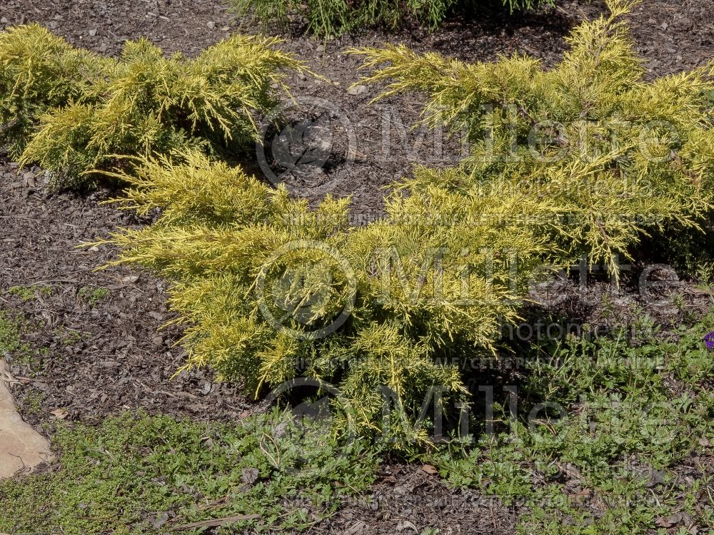 Juniperus Saybrook Gold (Chinese Juniper conifer) 7 