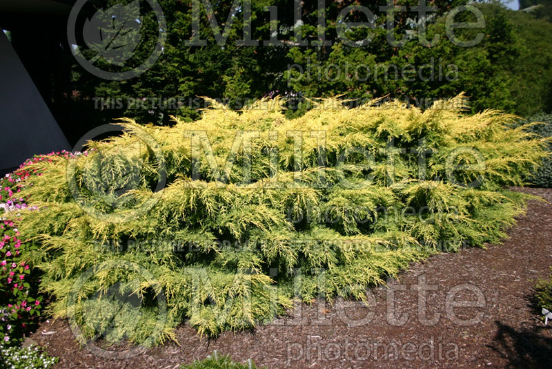 Juniperus Saybrook Gold (Chinese Juniper conifer) 1 