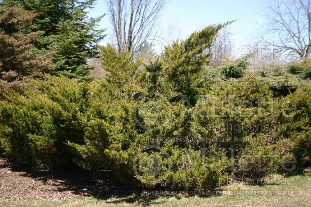 Juniperus Sea Green (Juniper conifer) 1 