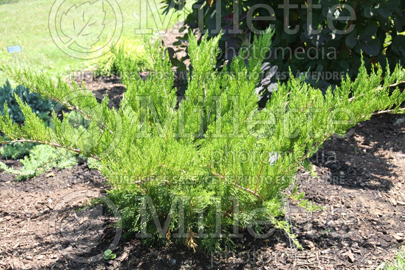 Juniperus Sea Green (Juniper conifer) 5 