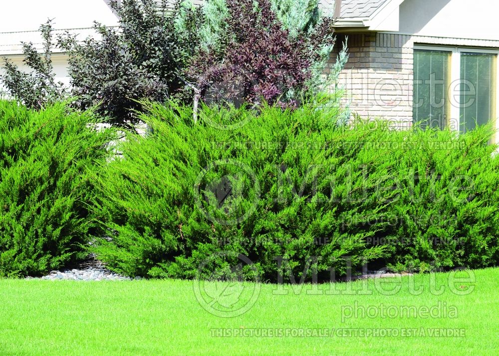 Juniperus Sea Green (Juniper conifer) 8 