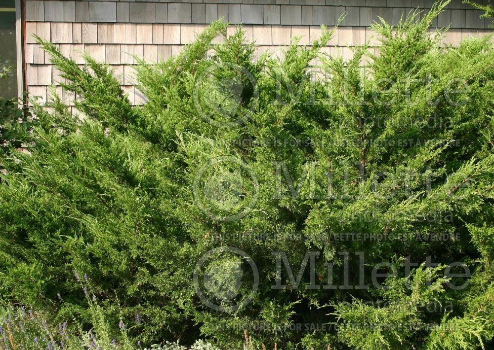 Juniperus Sea Green (Juniper conifer) 4 