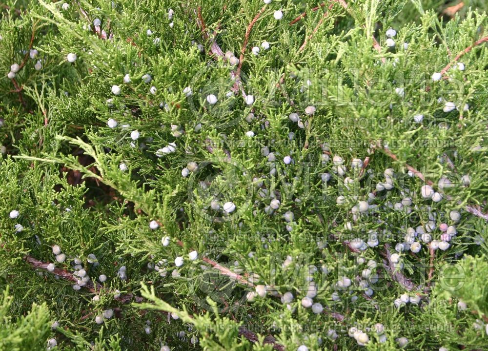 Juniperus Sea Green (Juniper conifer) 3 