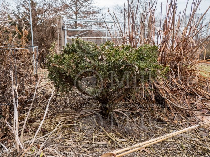 Juniperus Shimpaku (Winter look) (Chinese juniper conifer) 2 