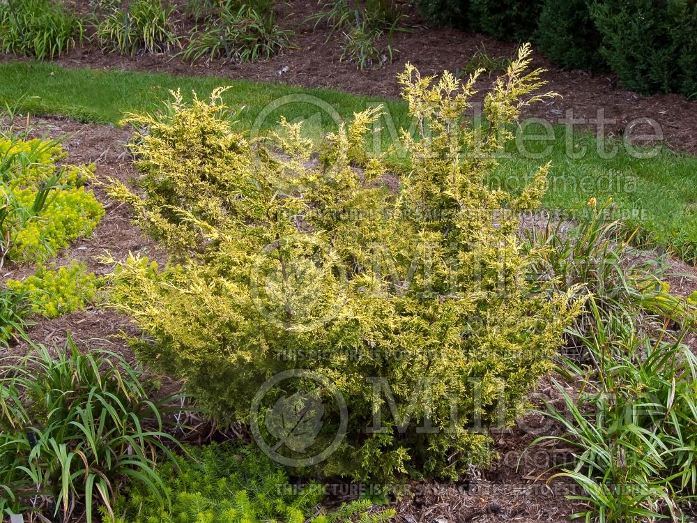 Juniperus Shimpaku Gold (Juniper conifer) 1