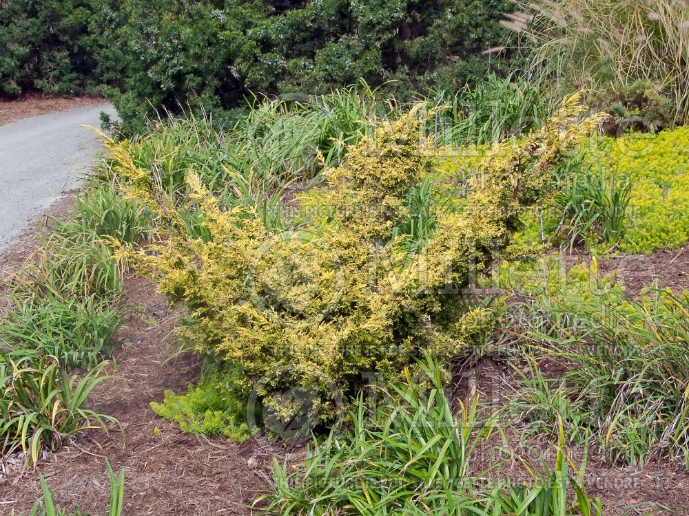Juniperus Shimpaku Gold (Juniper conifer) 2