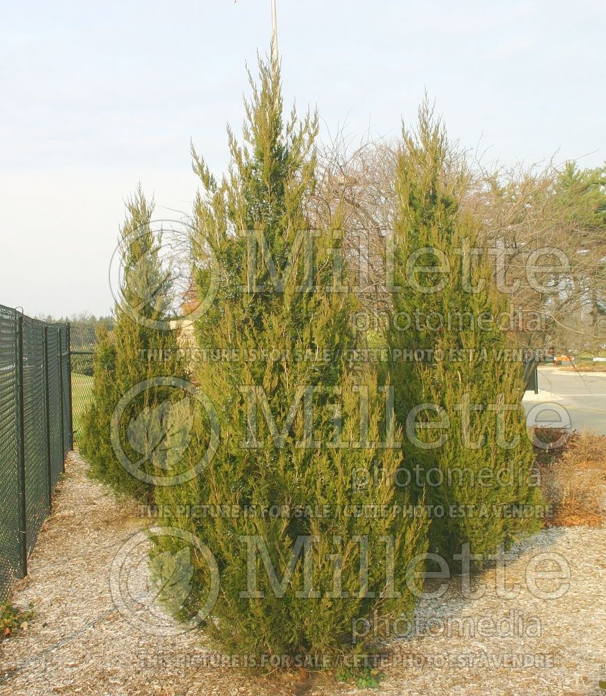 Juniperus Spartan (Juniper conifer) 7