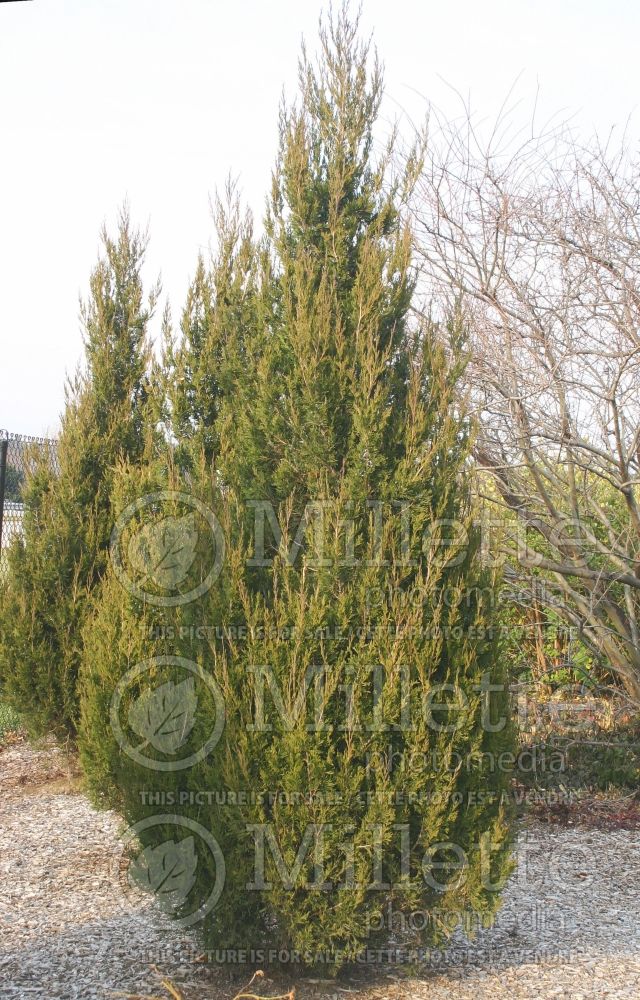 Juniperus Spartan (Juniper conifer) 4