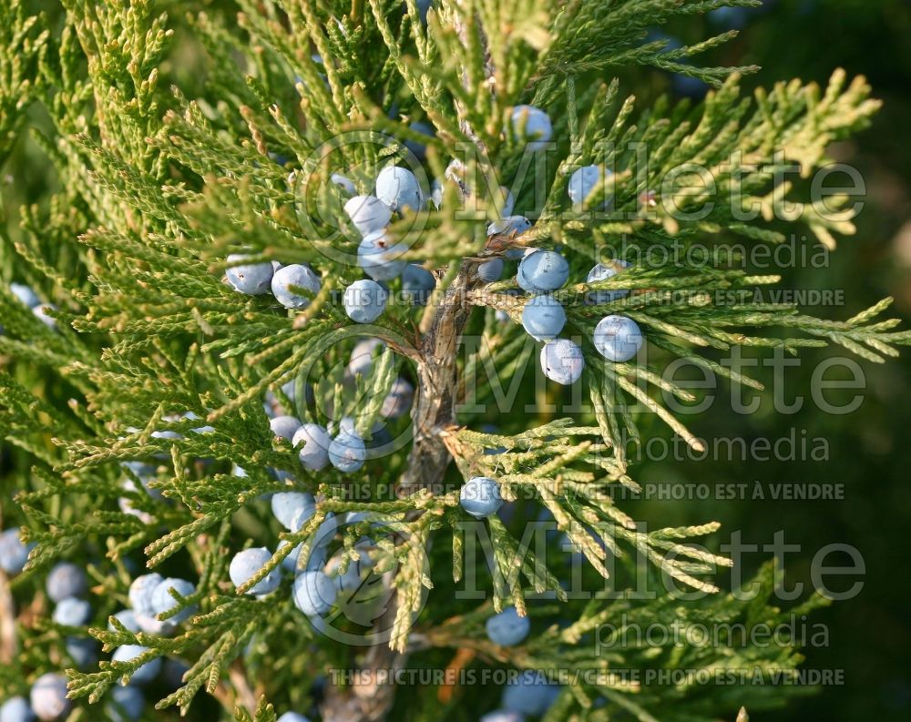 Juniperus Spartan (Juniper conifer) 8