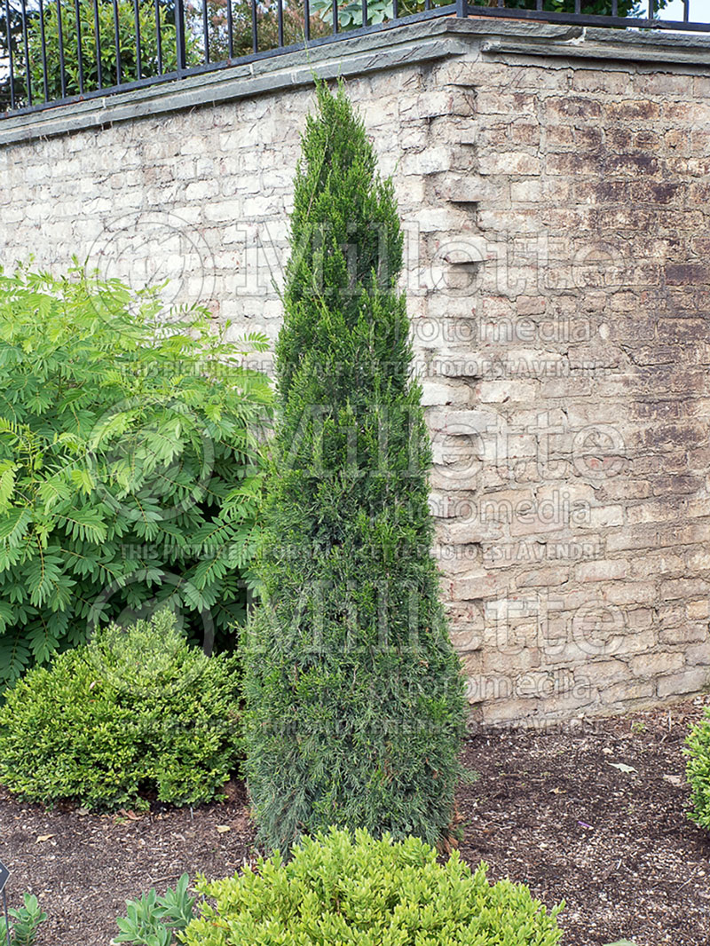 Juniperus Spartan (Juniper conifer) 1