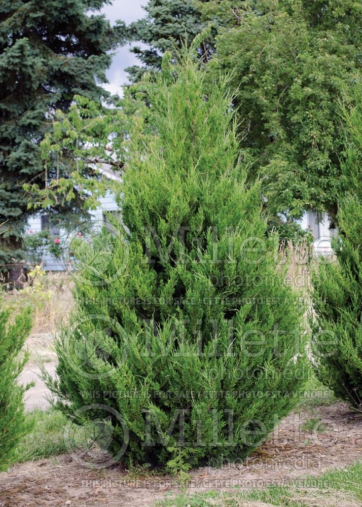 Juniperus Spartan (Juniper conifer) 2