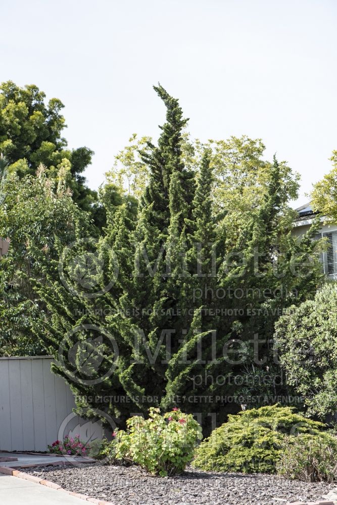 Juniperus Kaizuka aka Torulosa (Juniper conifer) 3