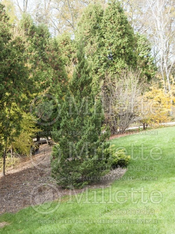 Juniperus Trautman (Juniper conifer - Genévrier) 3