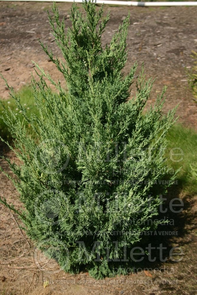 Juniperus Trautman (Juniper conifer - Genévrier) 1