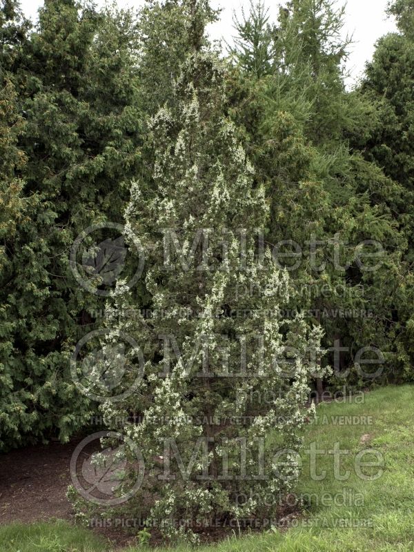 Juniperus Trautman (Juniper conifer - Genévrier) 4