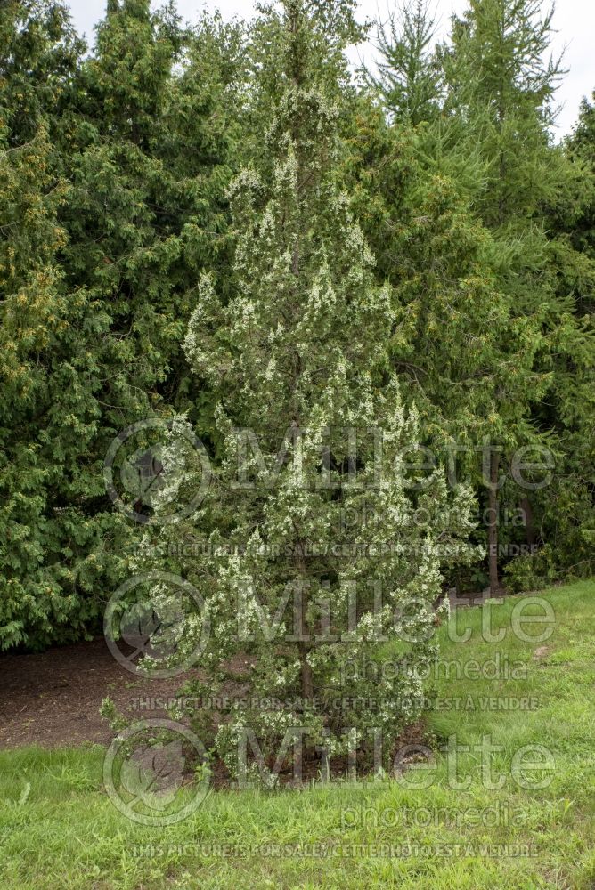 Juniperus Trautman (Juniper conifer - Genévrier) 6