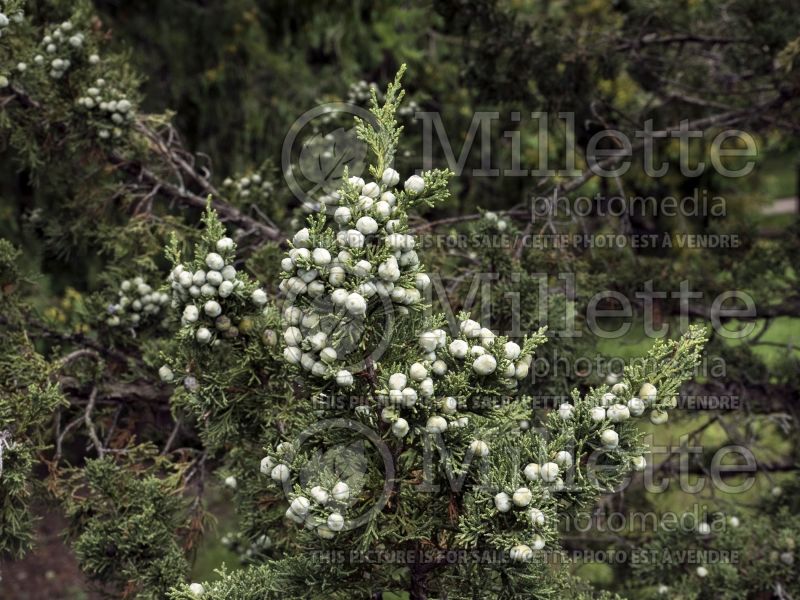 Juniperus Trautman (Juniper conifer - Genévrier) 5