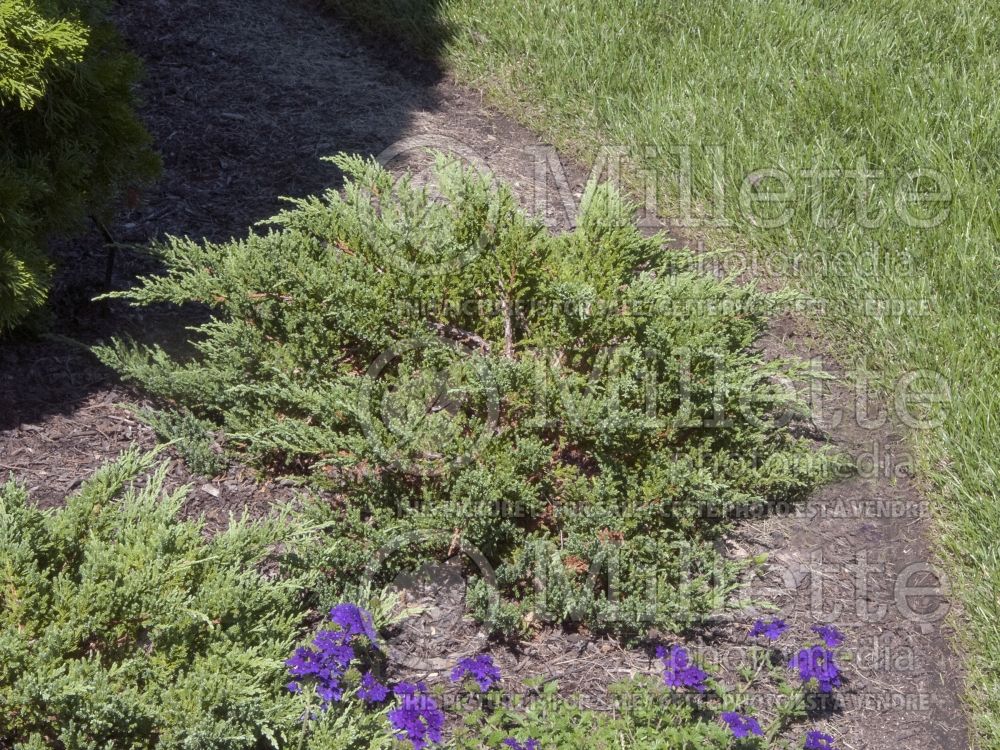Juniperus Viridis (Juniper conifer) 2