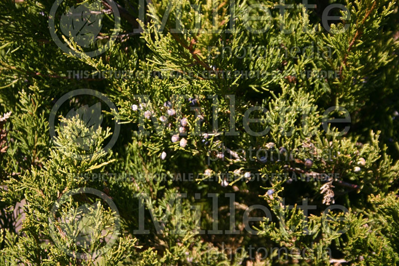 Juniperus Sea Green (Juniper conifer) 2 