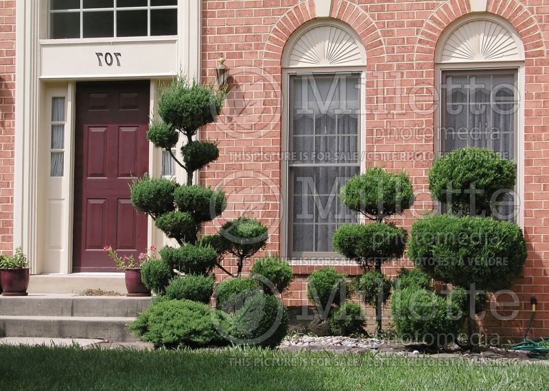 Juniperus Topiary  (Juniper conifer) 23