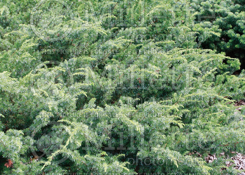 Juniperus Blueberry Delight or AmiDak (Juniper conifer) 4  