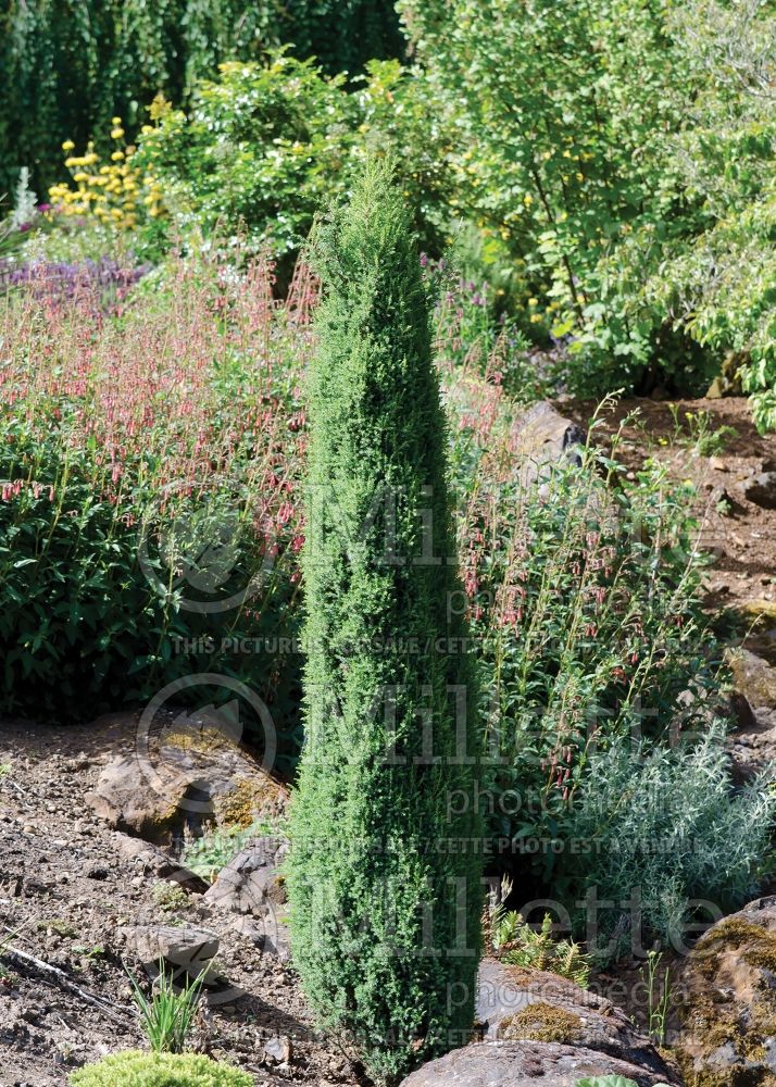 Juniperus Compressa (Common Juniper conifer) 3 