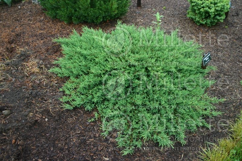 Juniperus Effusa (Juniper conifer) 1  