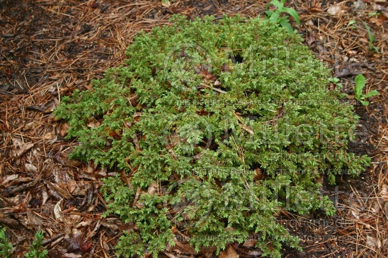 Juniperus Effusa (Juniper conifer) 2  