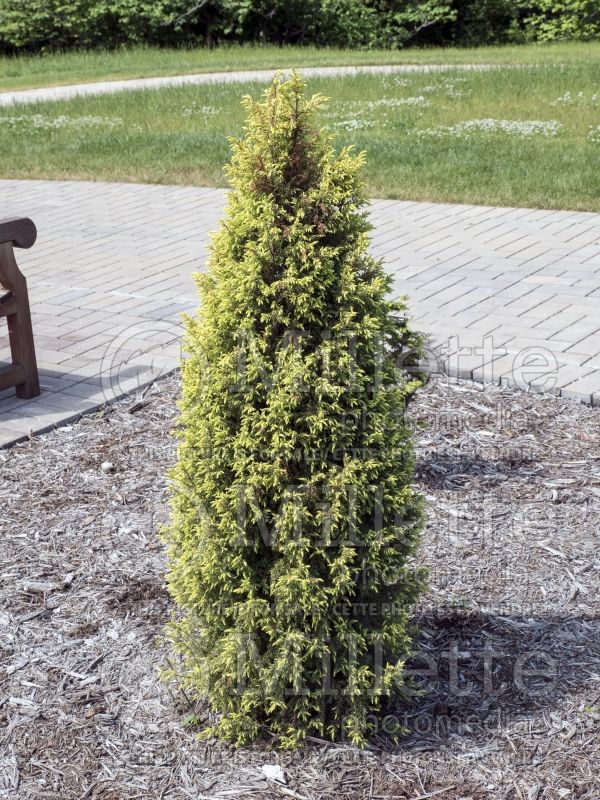 Juniperus Gold Cone (Common Juniper conifer) 9 