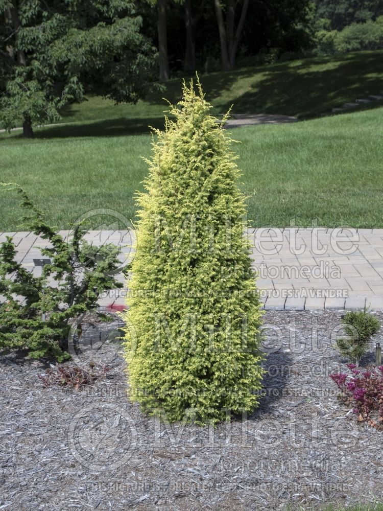 Juniperus Gold Cone (Common Juniper conifer) 11 