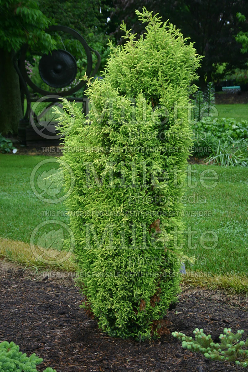 Juniperus Gold Cone (Common Juniper conifer) 2 