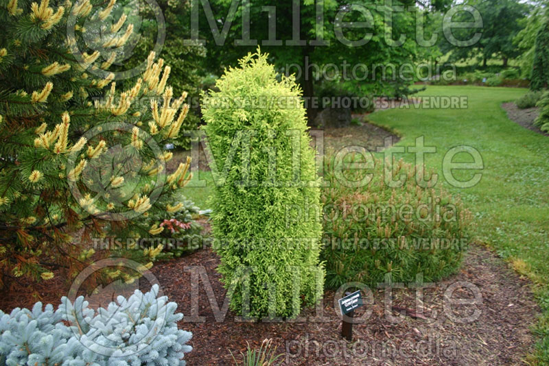 Juniperus Gold Cone (Common Juniper conifer) 7 