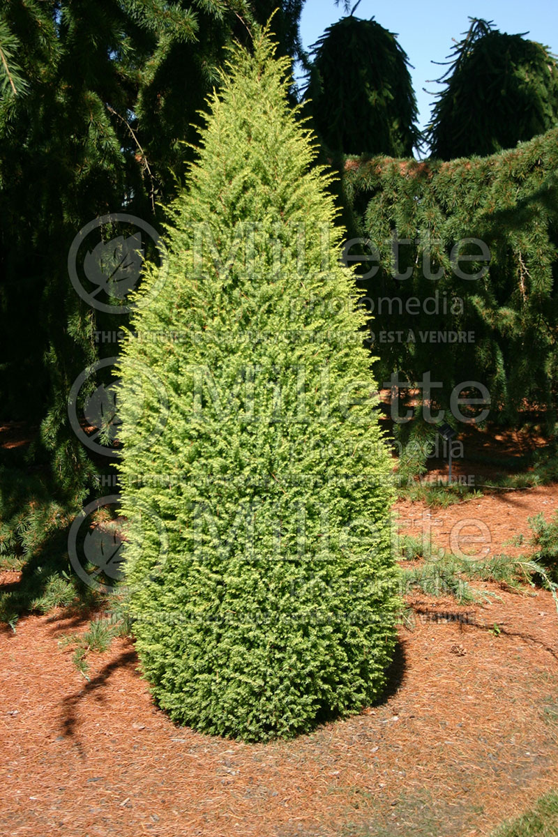 Juniperus Gold Cone (Common Juniper conifer) 1 