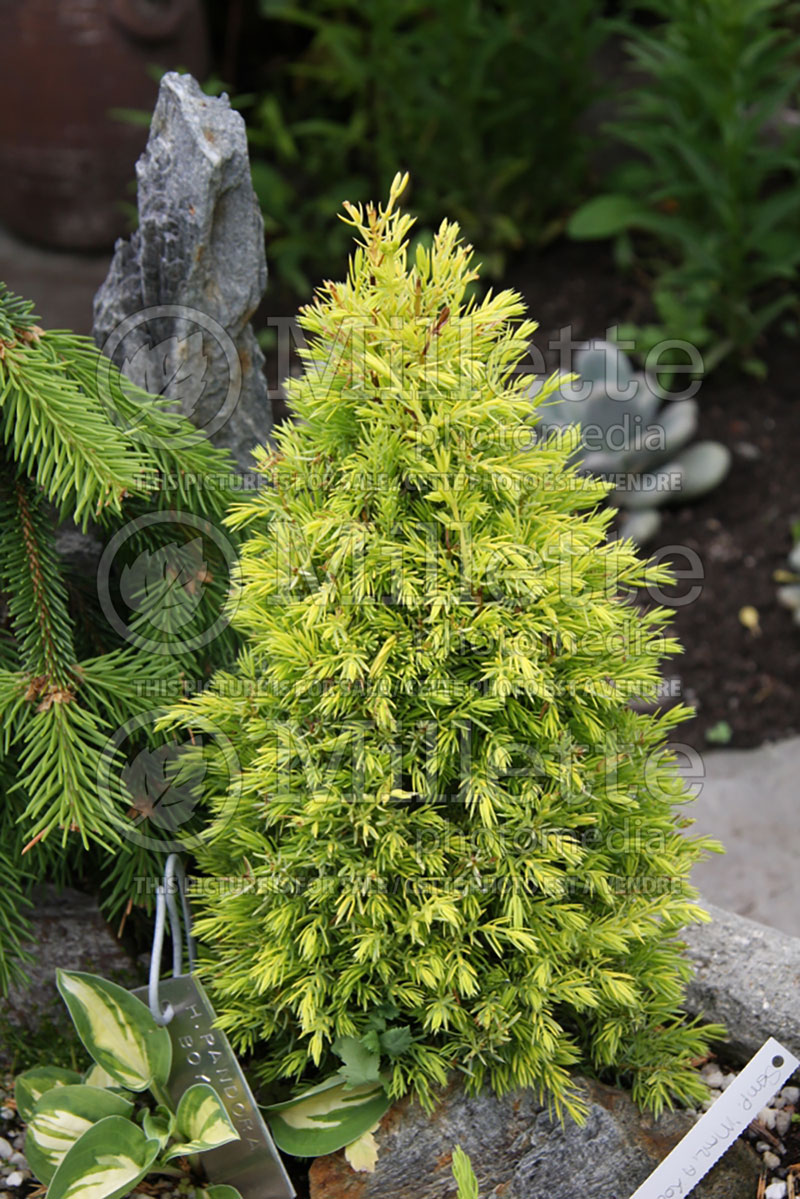 Juniperus Gold Cone (Common Juniper conifer) 4 