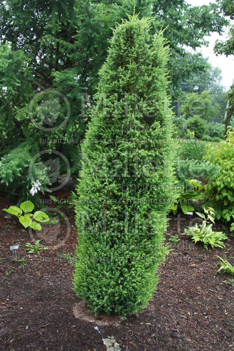 Juniperus Gold Cone (Common Juniper conifer) 5 