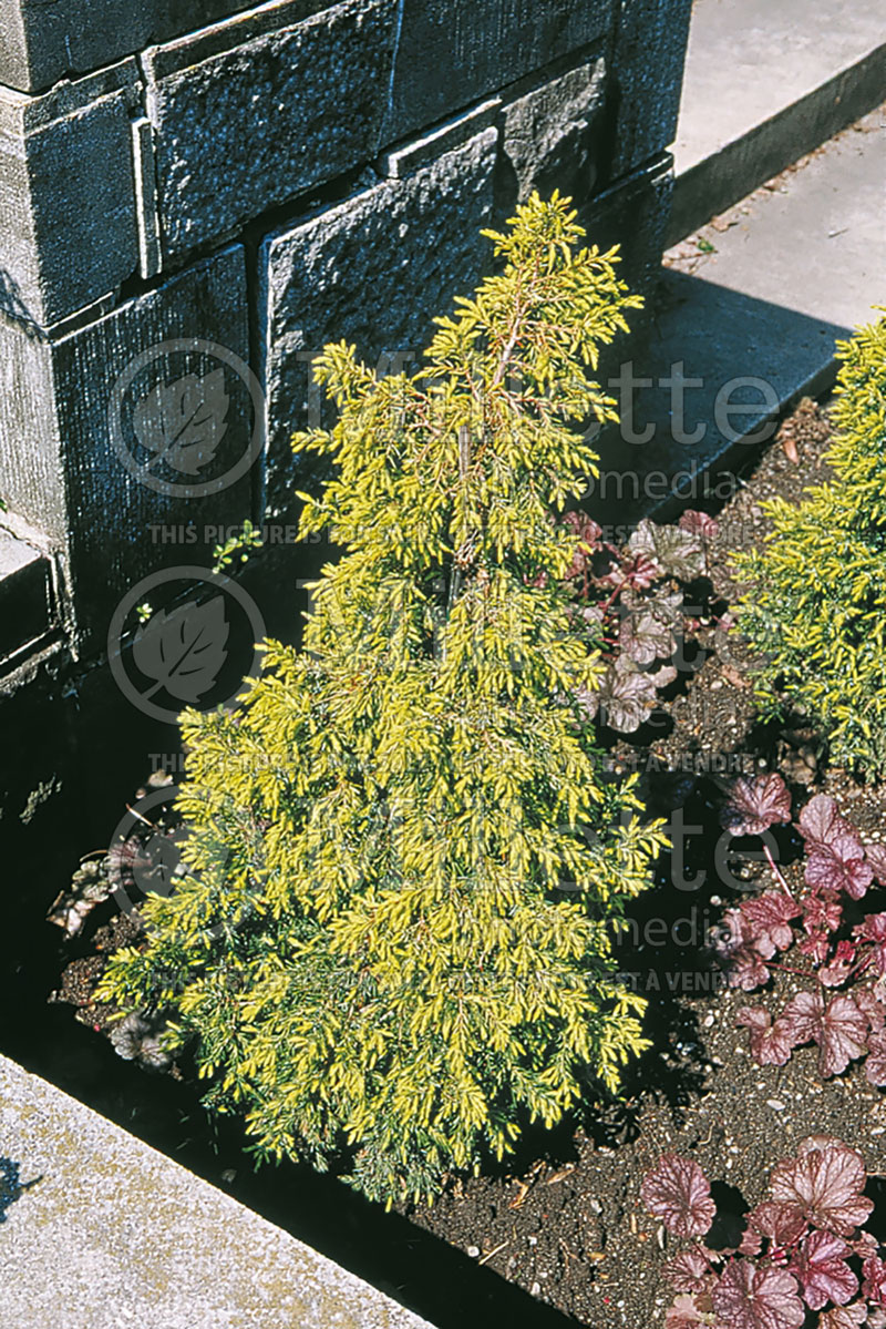 Juniperus Gold Cone (Common Juniper conifer) 8 